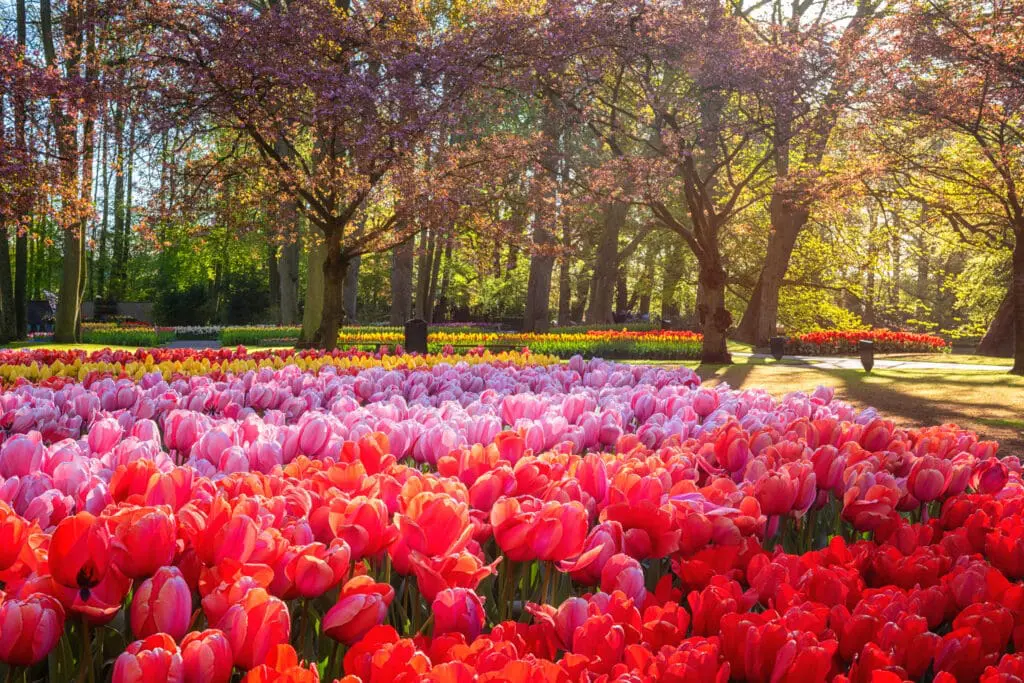 Tulip season at Amsterdam