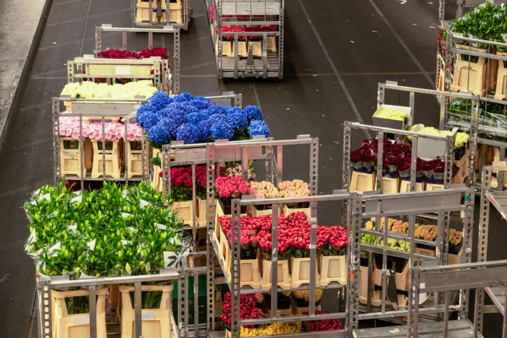 ROYAL FLORAHOLLAND