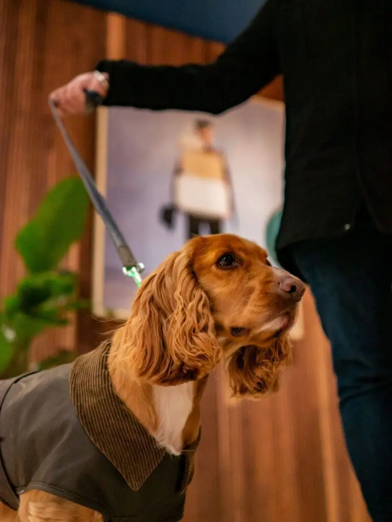Dog on a leash in stylish indoor setting at art'otel Battersea Power Station restaurant & bar with modern decor.