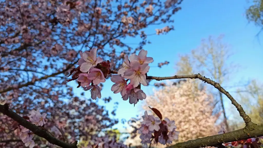BlossomCherry