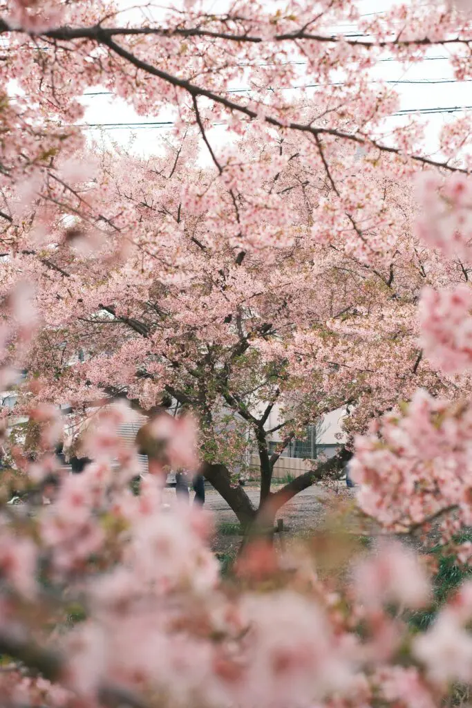 CherryBlossom