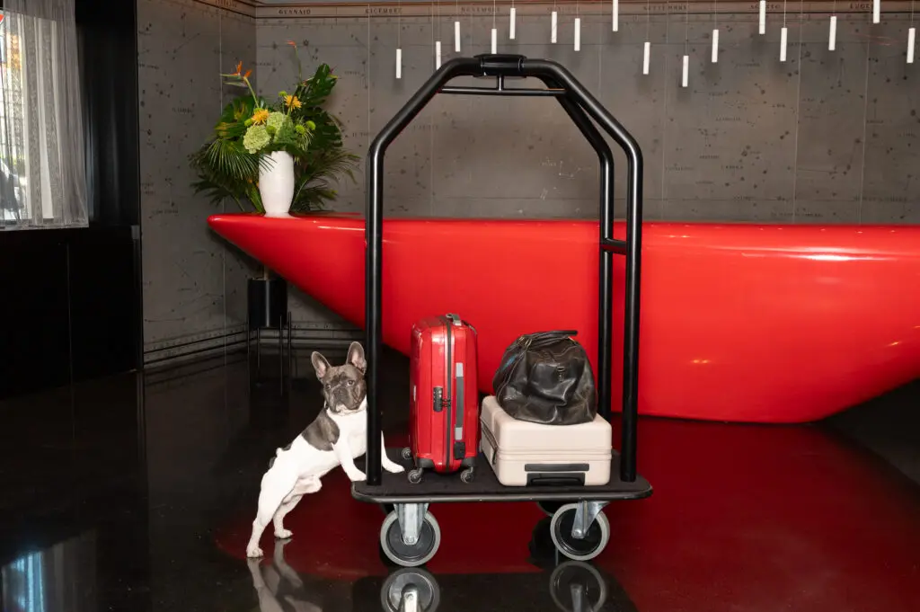 dogs in amsterdam hotel