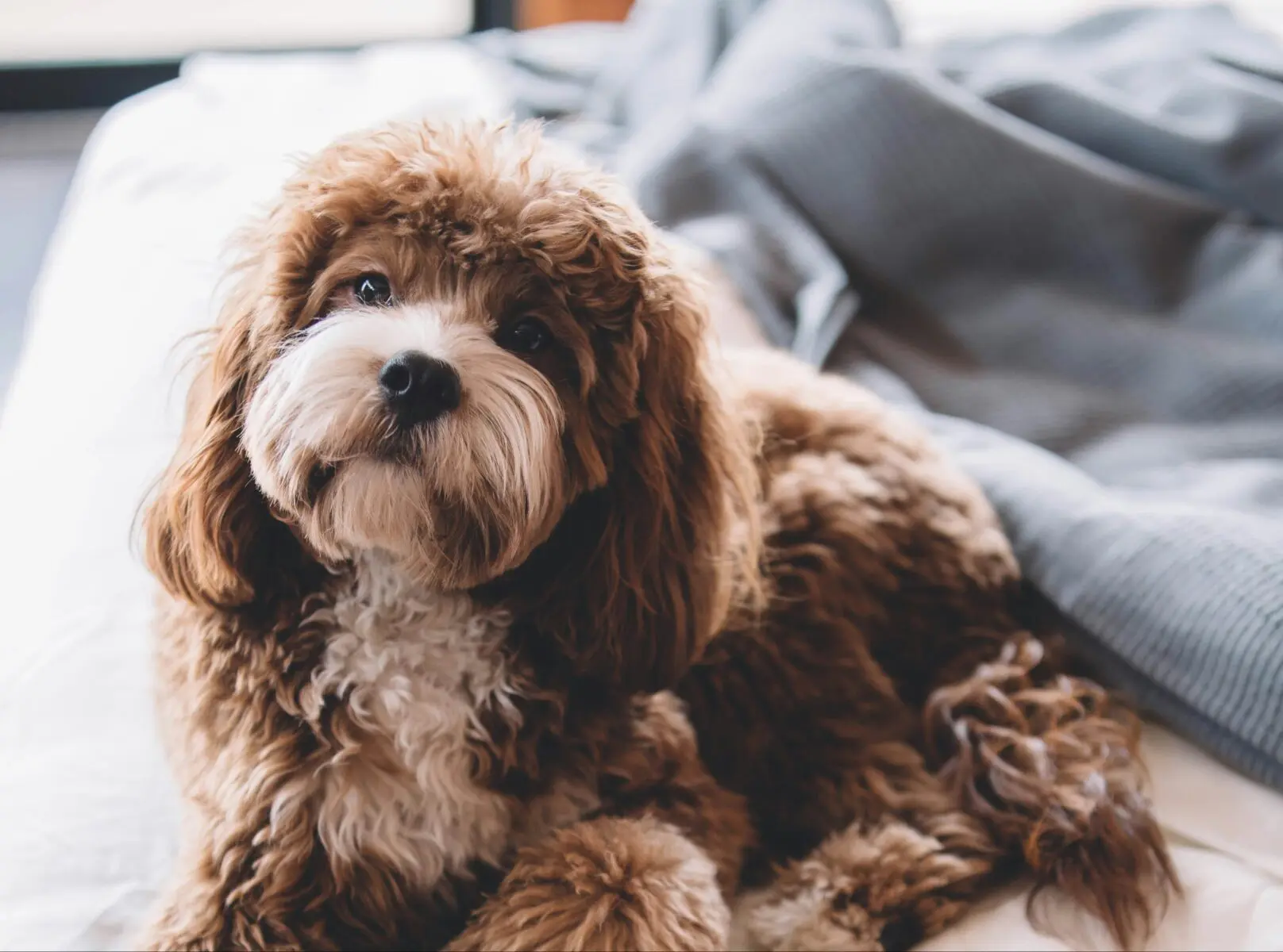 amsterdam central dog hotel