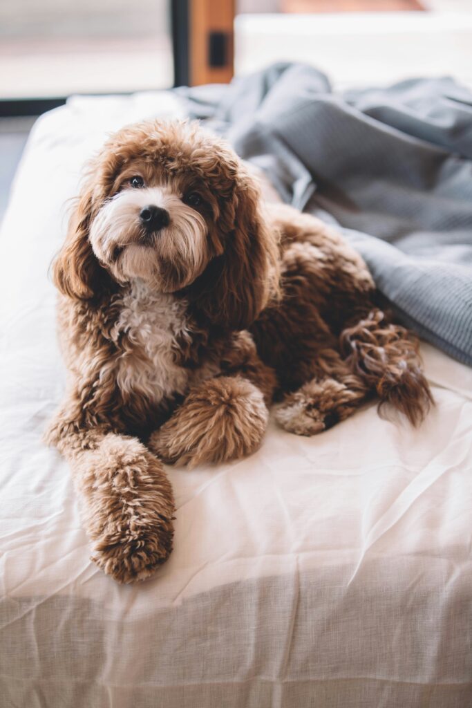 Dog on a bed