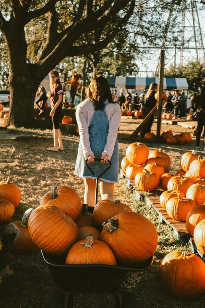 Festival Pumpkin